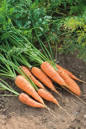 Carrot Chantenay Red Cored Seeds