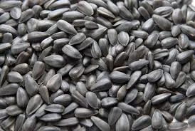 SHAFER Black Oil Sunflower Seed