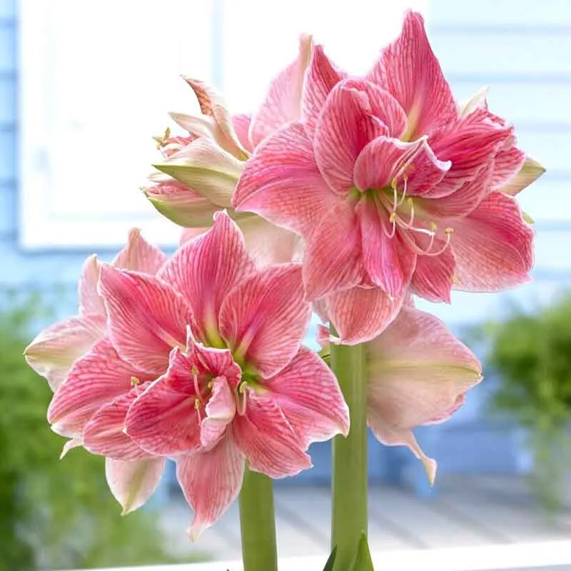 Sweet Nymph - Amaryllis Bulbs